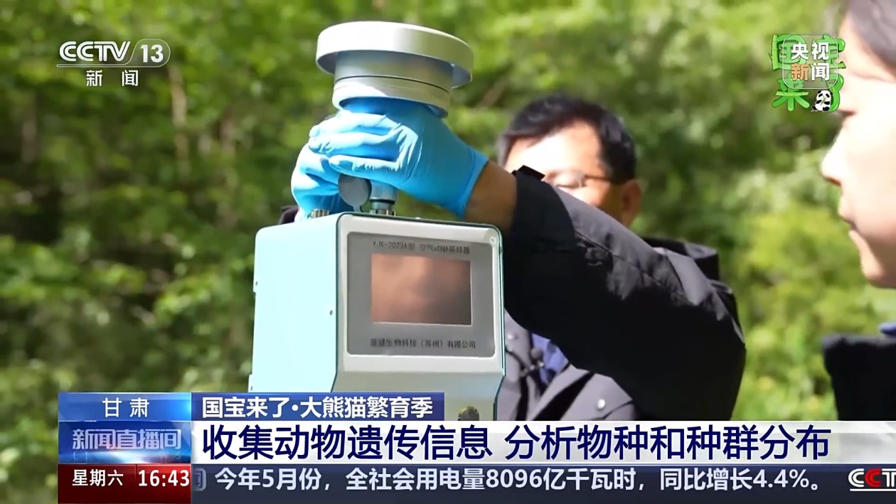 野生大熊猫有多少？种群如何分布？科研团队实地探秘→