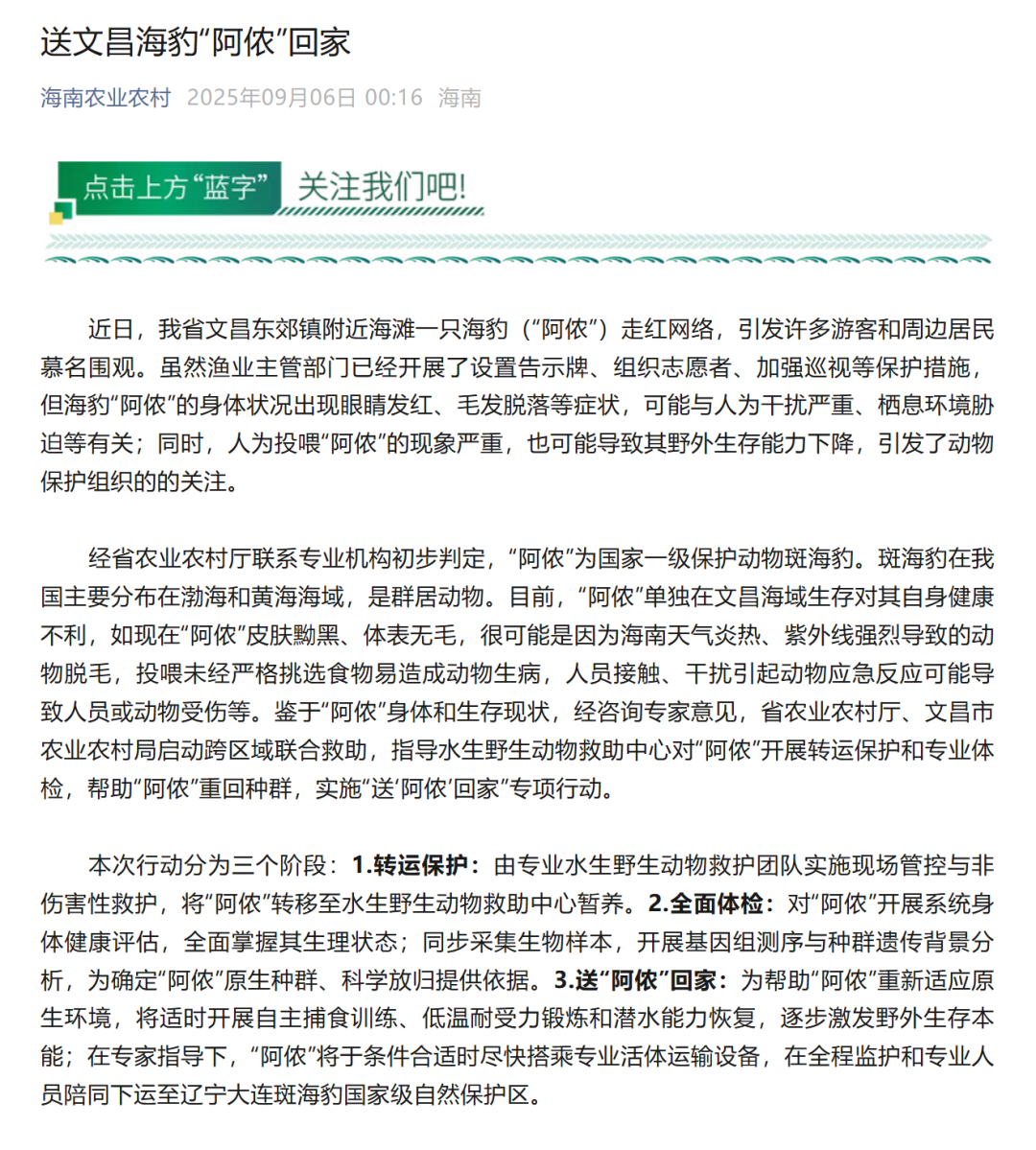确定为国家一级保护动物!海南网红海豹“阿侬”将回家:已在海滩生活一年,受当地渔民投喂
