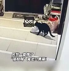 流浪猫叼走居民几十只鞋藏到天台,被宁波民警“逮捕”,带到远离小区的地方放生防止其“重操旧业”