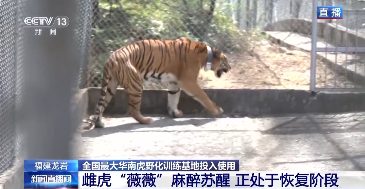 守护华南虎 一只“合格”的老虎是如何养成的？