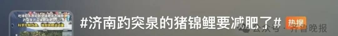 “趵突泉锦鲤要减肥”，方案公布，网友：还是要管住嘴
