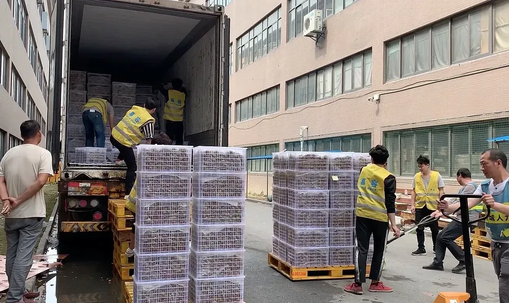 才1个月，荔枝价格暴跌7成！最近上海到处都有卖，但再便宜也要注意这个细节