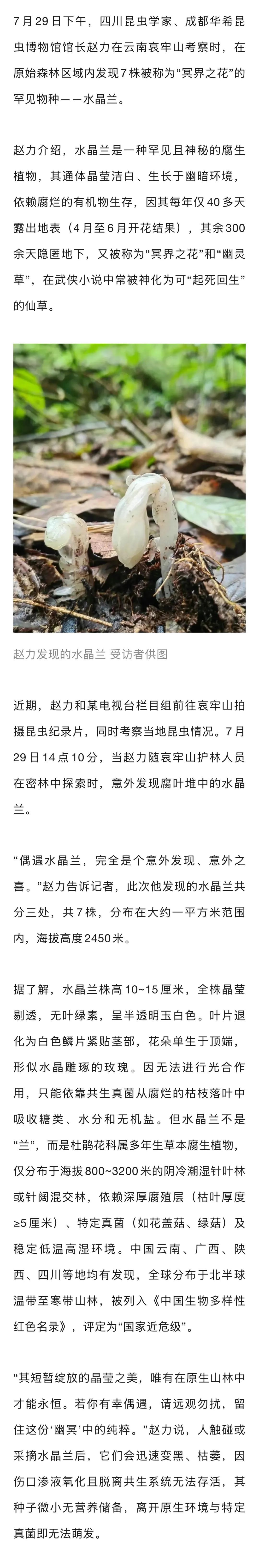 云南发现7株“冥界之花”，一碰就枯萎，每年露出地表仅40多天