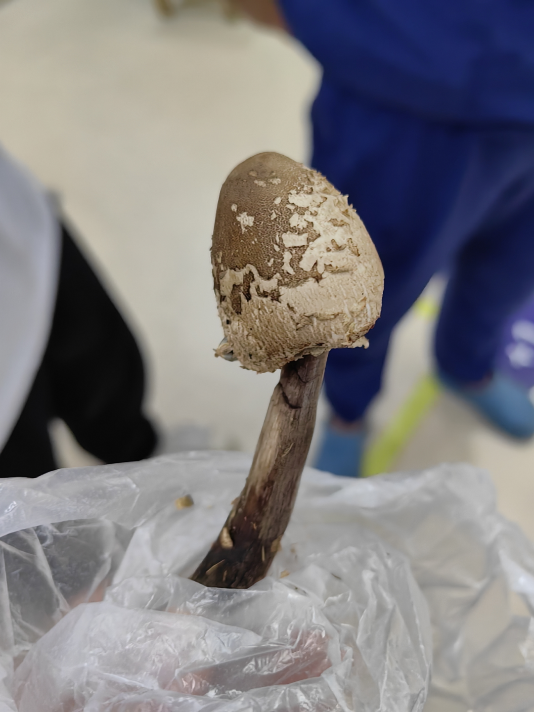 紧急提醒：不要吃野蘑菇！台州女子随手一捡，却把家人送进医院……