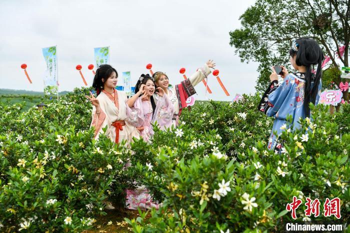 中国药都漫山“药花”飘香迎客