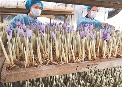 探访第一所藏医学校诞生地——“药洲”友谊之花，香越喜马拉雅（边城见闻）