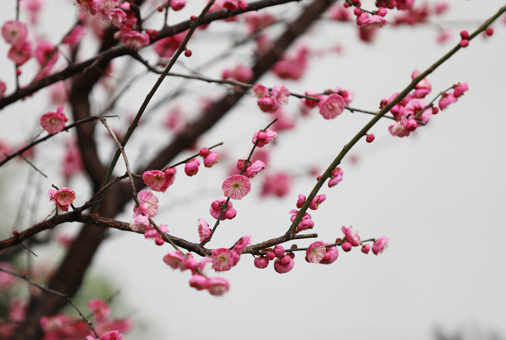 各色梅花迎春开 暖风拂面香自来
