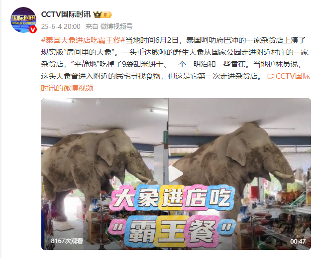 有趣一幕！泰国一头大象进店“吃霸王餐”