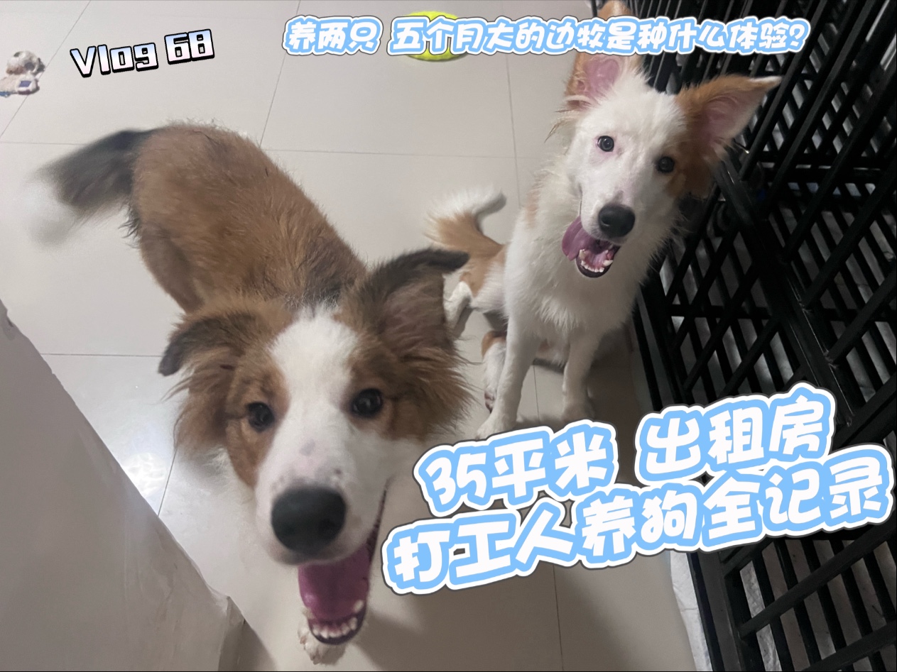 一起拉屎的小狗 还有两个月就要分离啦 可爱马上就要回自己的