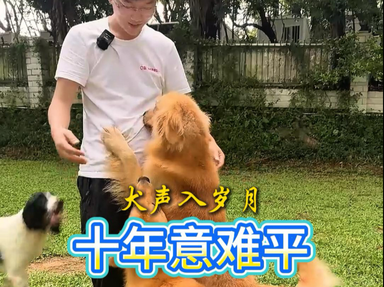 训犬十年，专做宠物明星