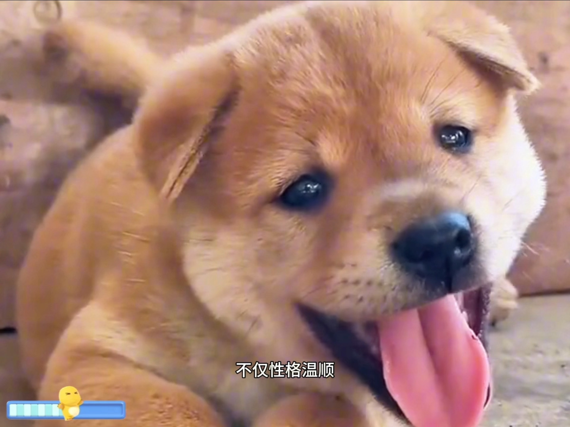 （二）中华田园犬
