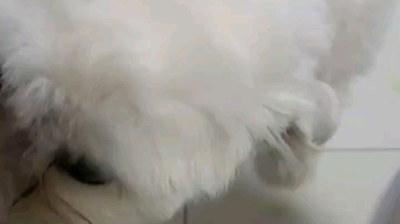 下雨啊呜很无聊，尾巴都不搖了