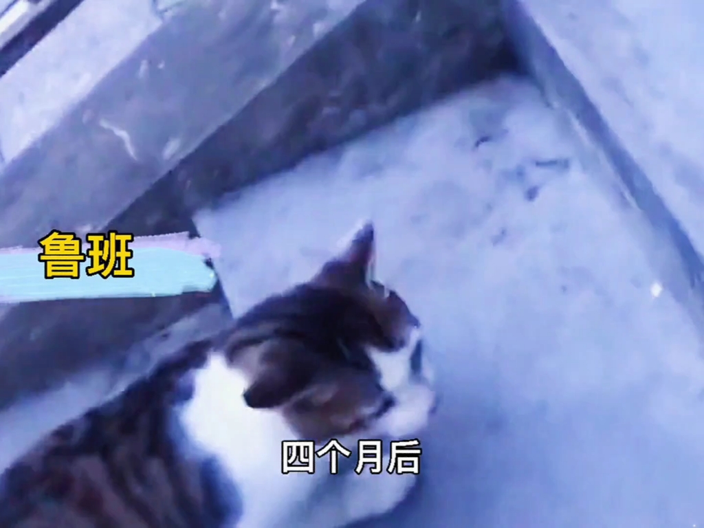 被土松犬小宝贝可爱到失语的一天
