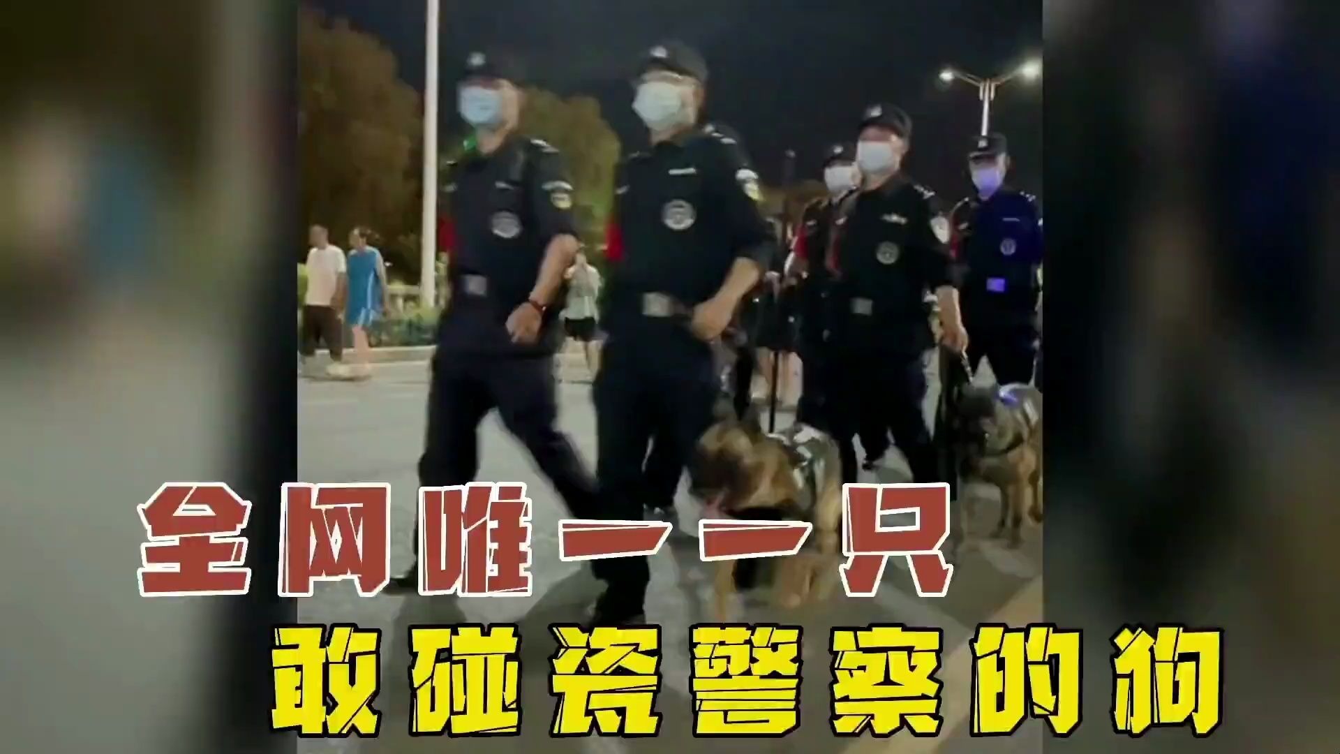 你见过凭借着自己社牛性格混成了警犬的狗子吗？