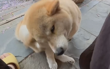 谁家柴犬这样呀？！