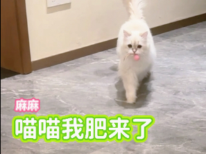 谁会拒绝跑向你的小猫咪啊