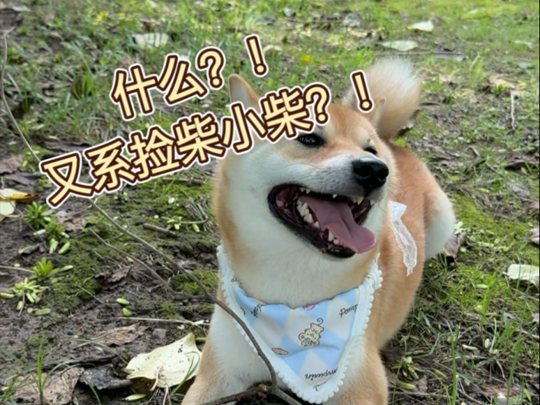 什么啊！还是只有树杈吗？！