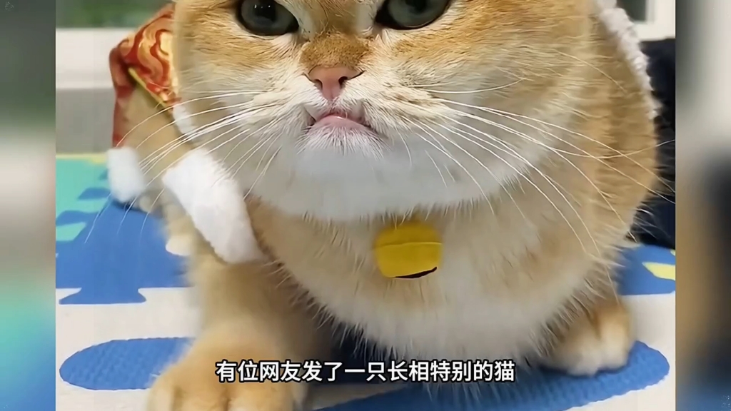 萌宠解说 萌宠来袭