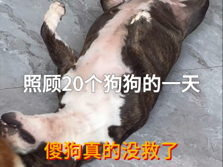 照顾20个狗狗的一天，宝珠又犯傻