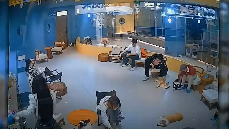 第一次看到黑白柯基