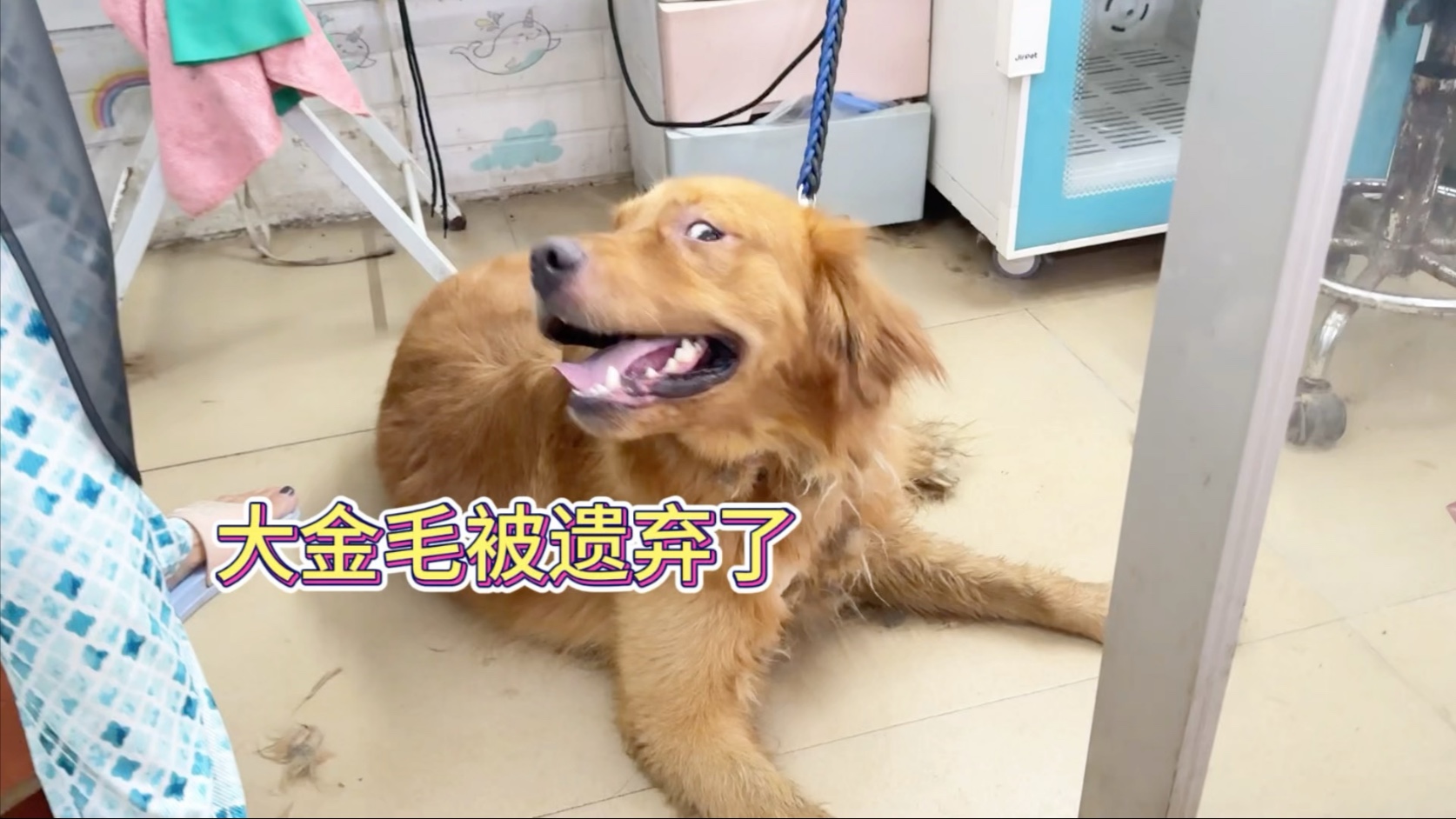 被遗弃的金毛来店翻新