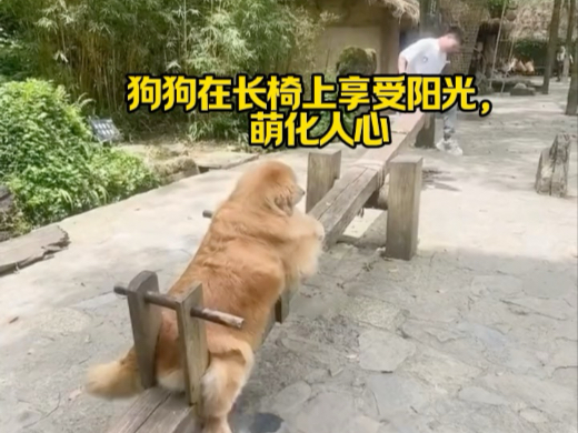 狗狗在长椅上享受阳光，萌化人心