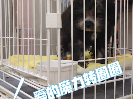 欢迎光临！小狗世界！
