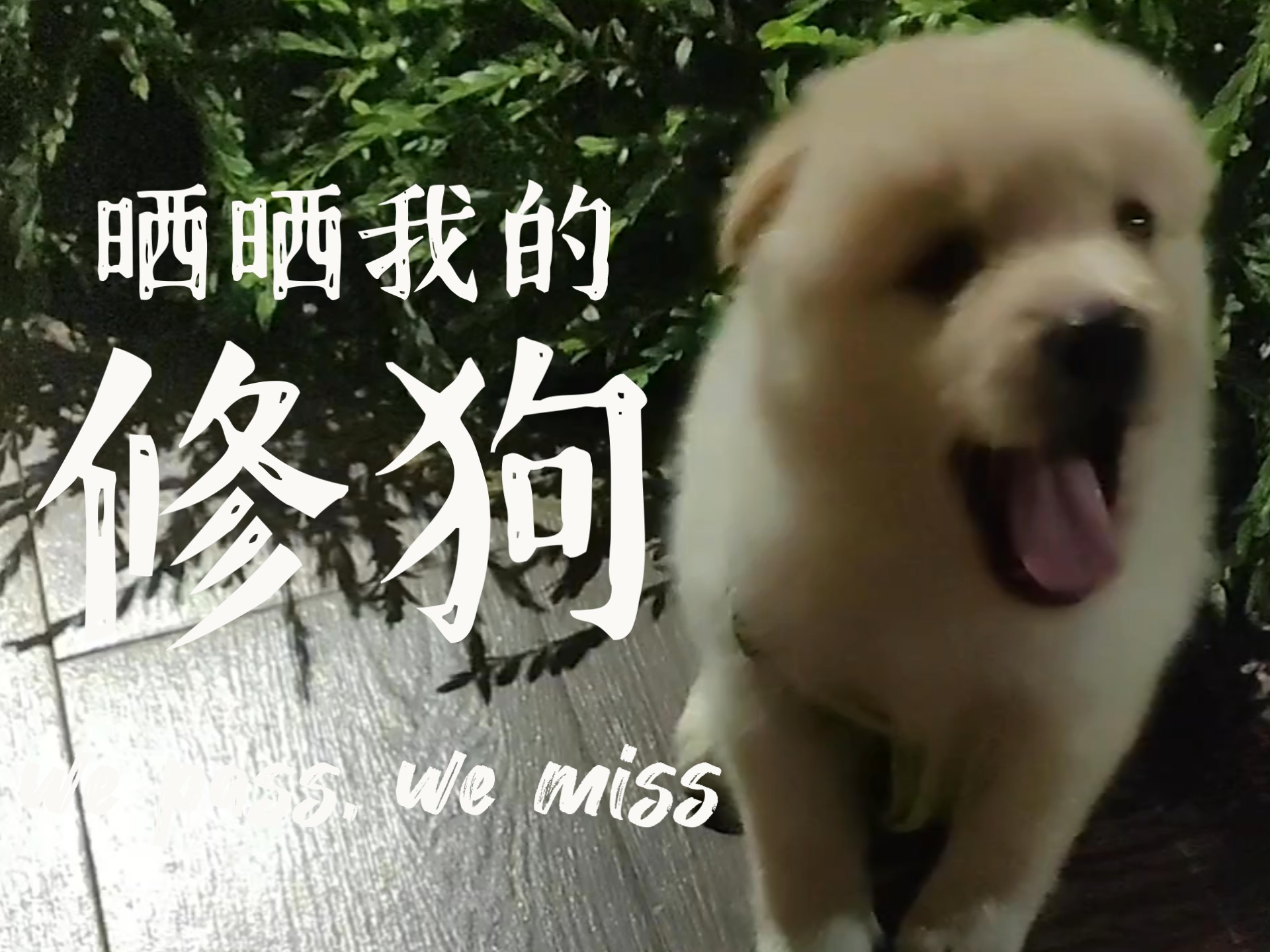 哈哈，我也有修狗啦（是个妹妹哦）