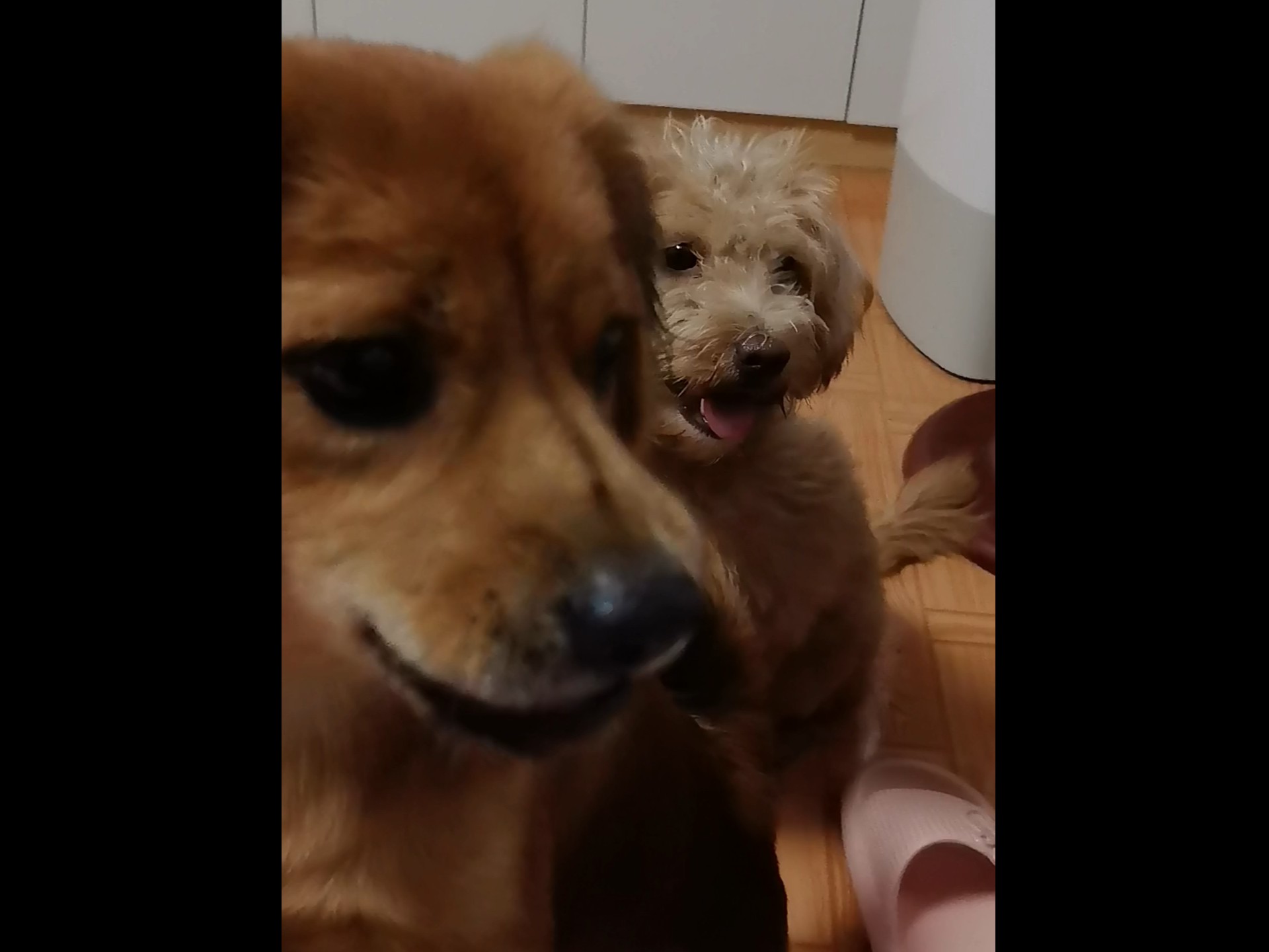 又到了小狗最爱的点兵点将环节
