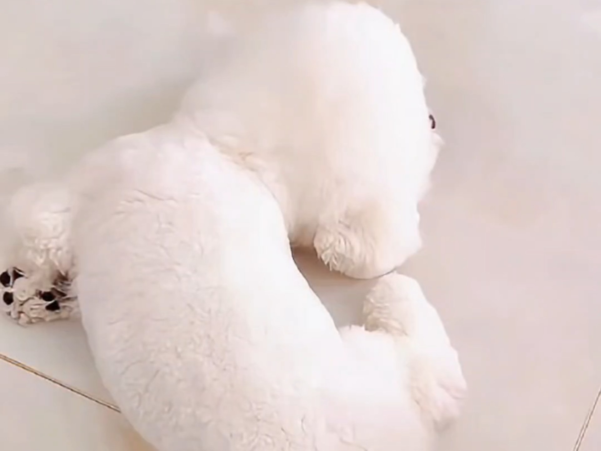 狗狗的奇葩睡姿
