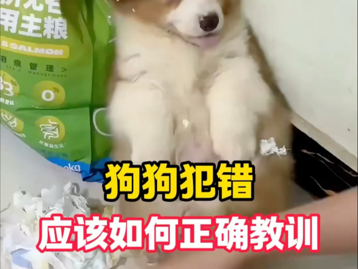 狗狗犯错应该如何正确教训