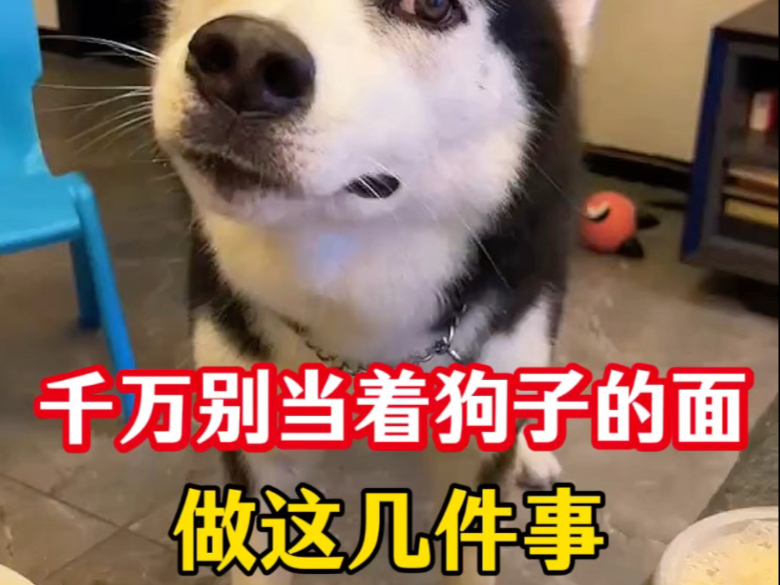 千万别当着狗狗的面做这几件事