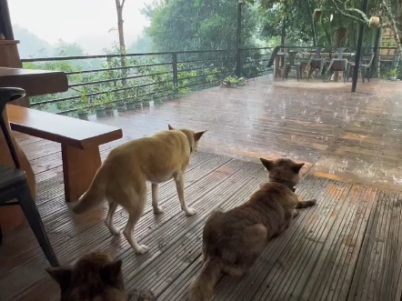 每天一场大暴雨，狗狗和猫咪都烦透了 _我的乡村生活 _萌宠 _中