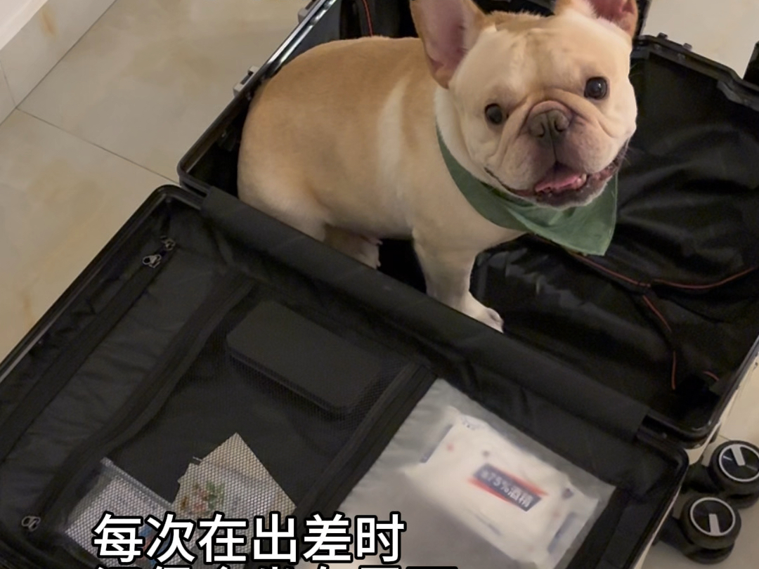 法斗：带我走吧