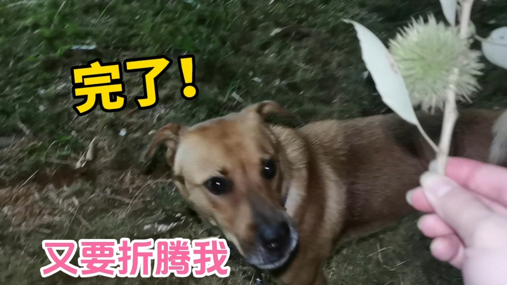 发现颗板栗，这不正好整蛊下手套，让他试试带壳板栗的厉害