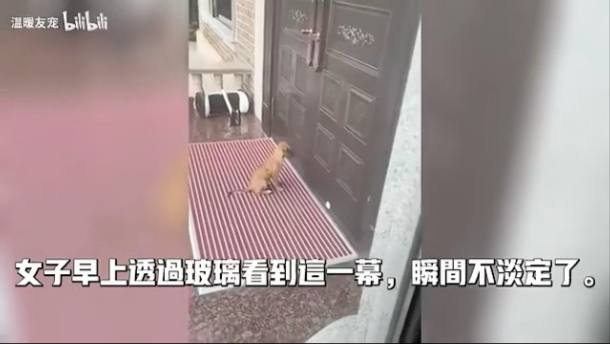 女子早上透过窗户看到这一幕，瞬间不淡定了!经常投喂的小流浪