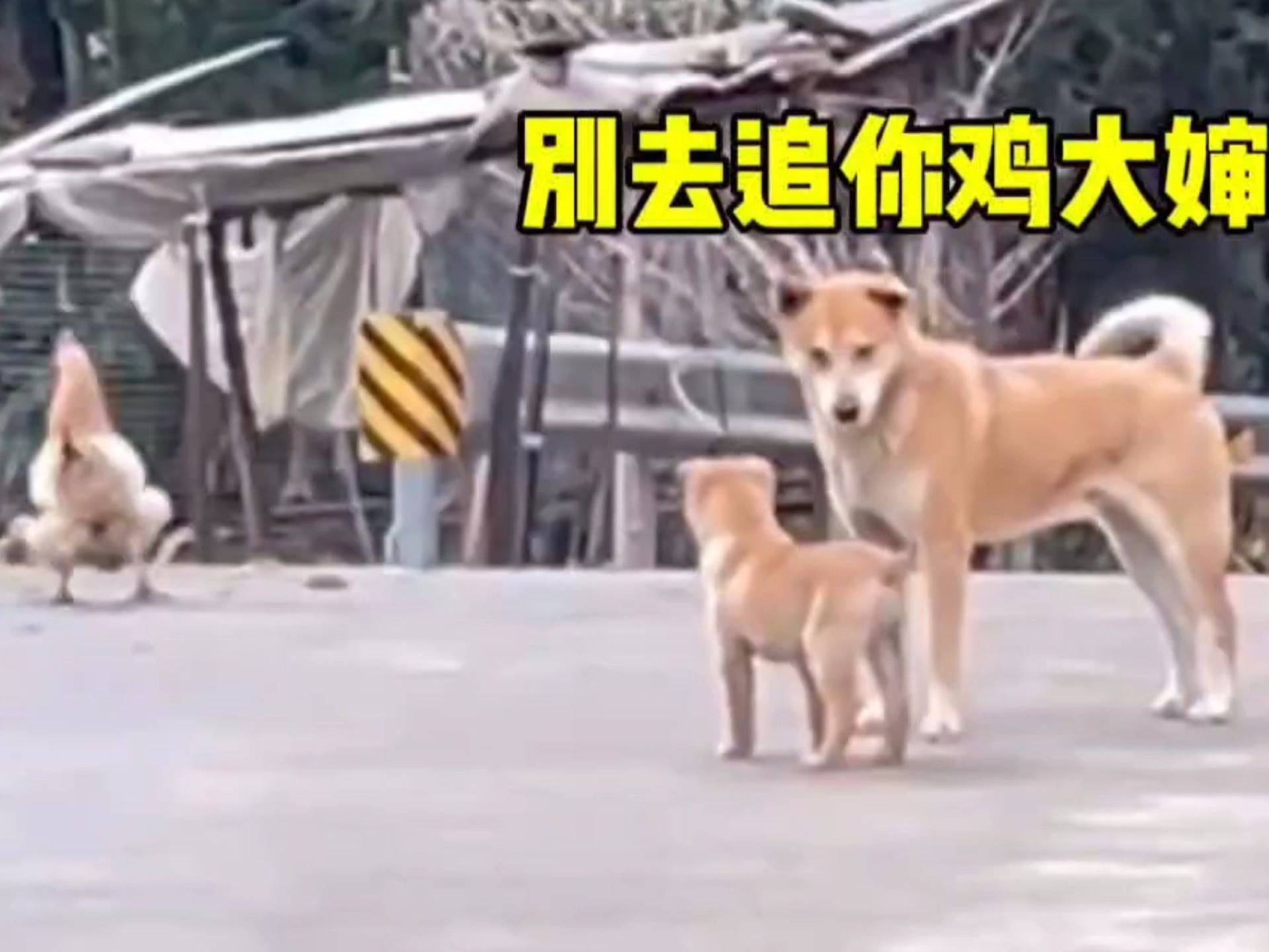 狗狗界的家教也是很严的！