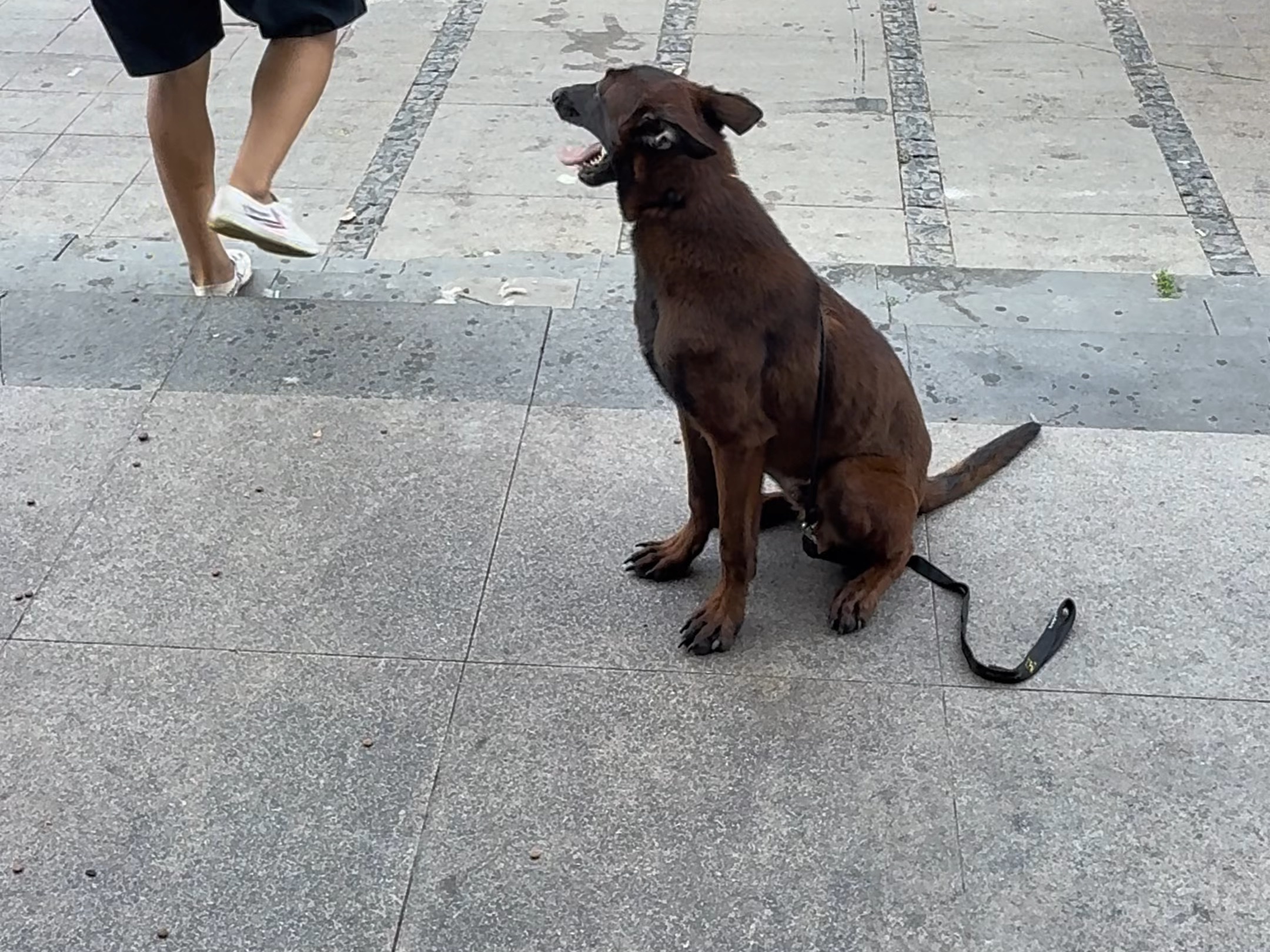 马犬训练一个月能会啥？
