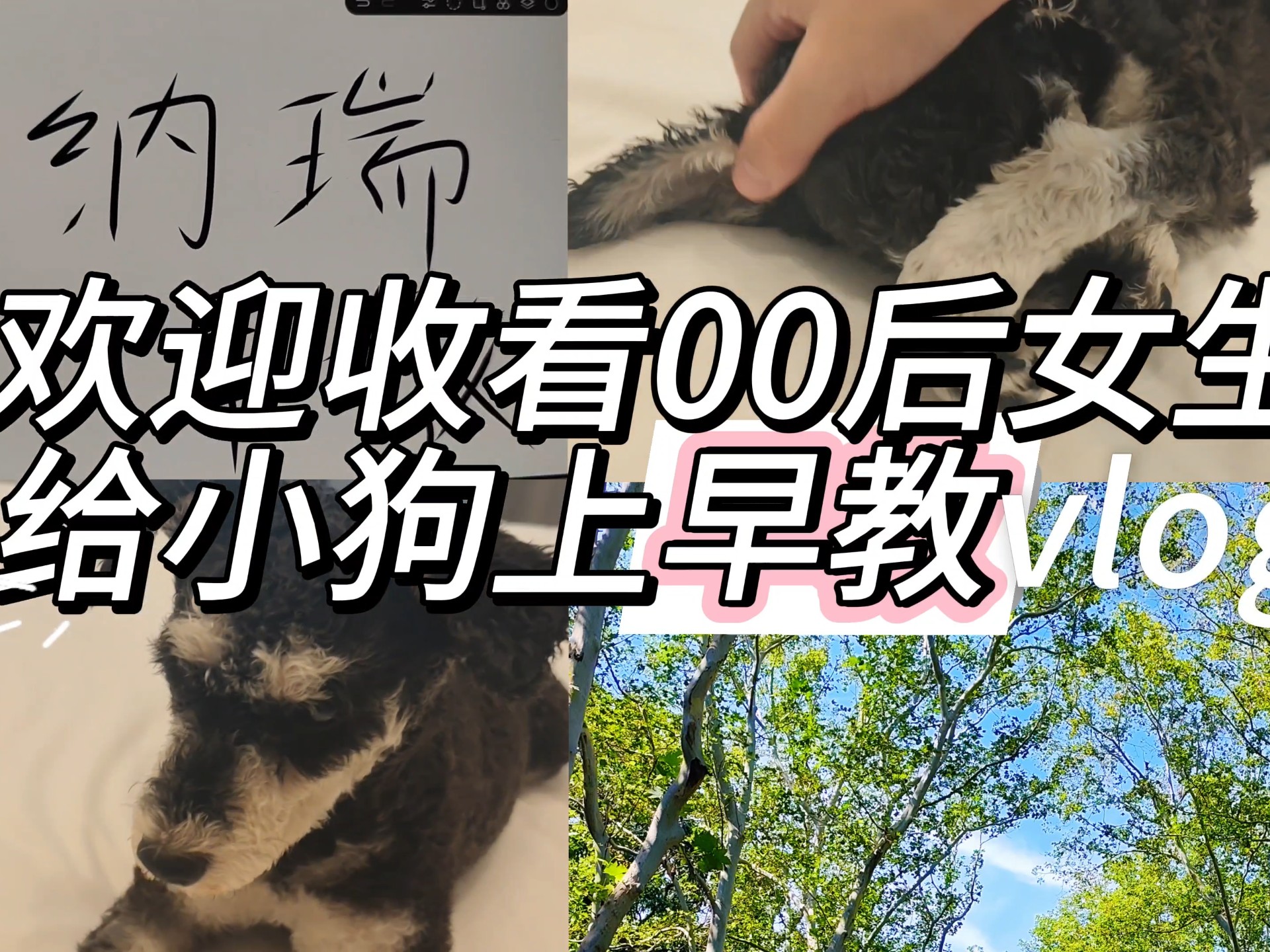 00后女生给小狗上早教:南京