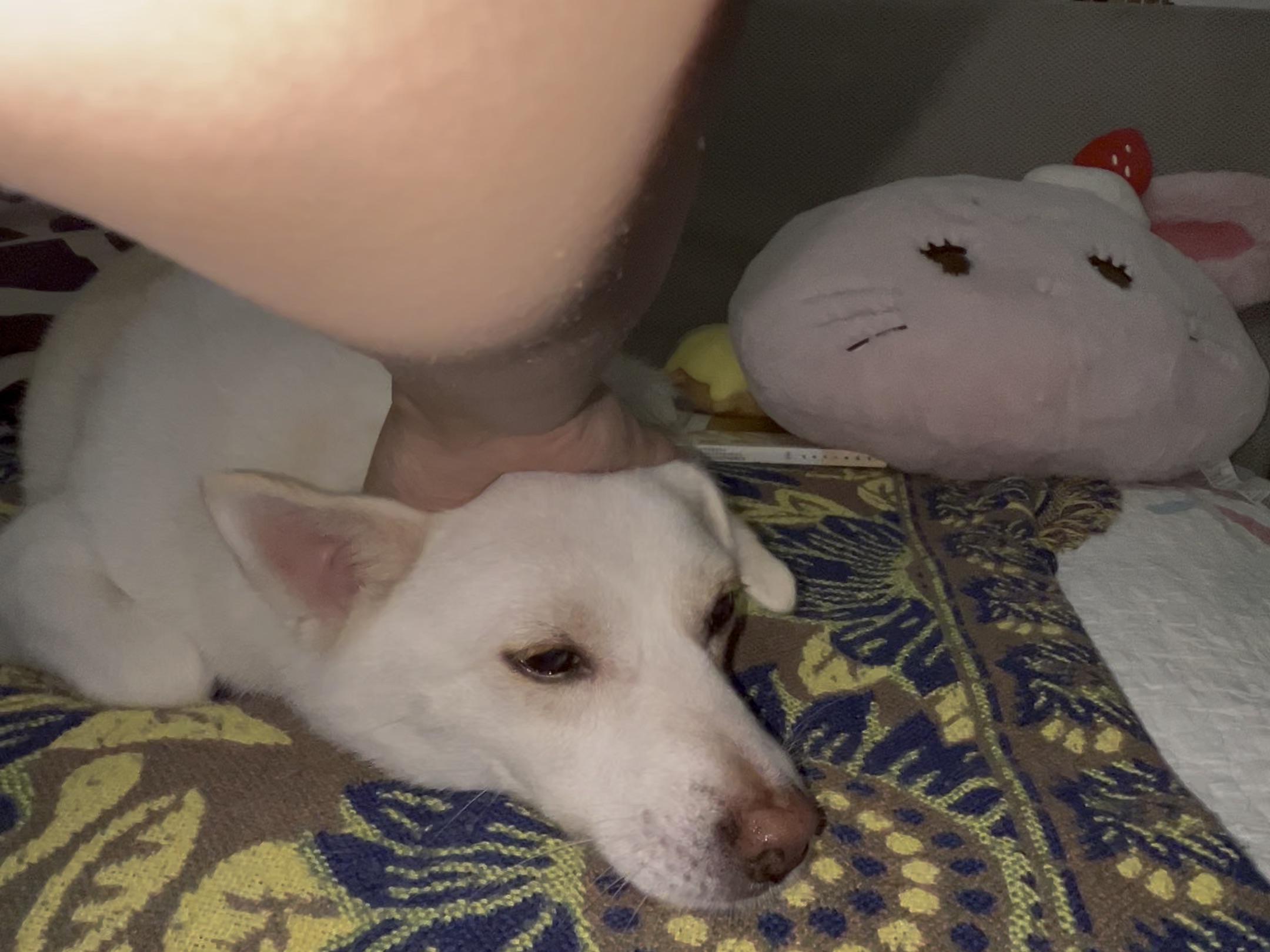 一起揣手手，但是不太想搭理我