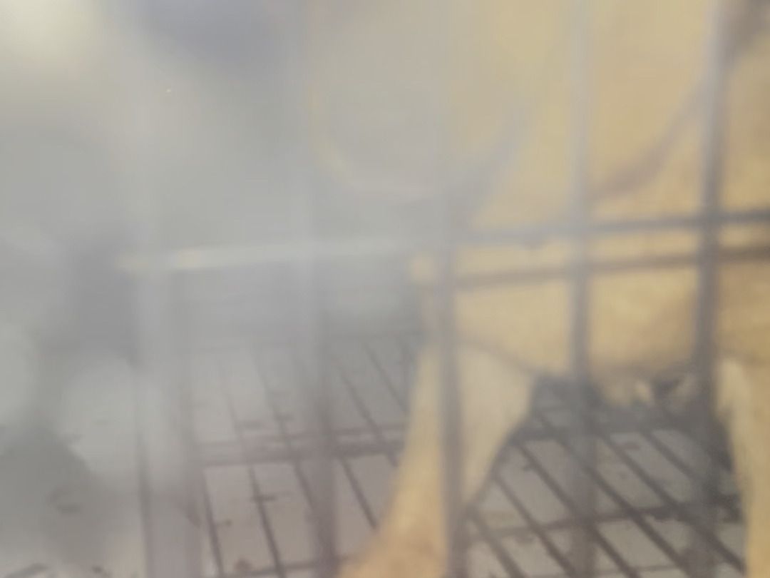 不知道哪家的电眼狗