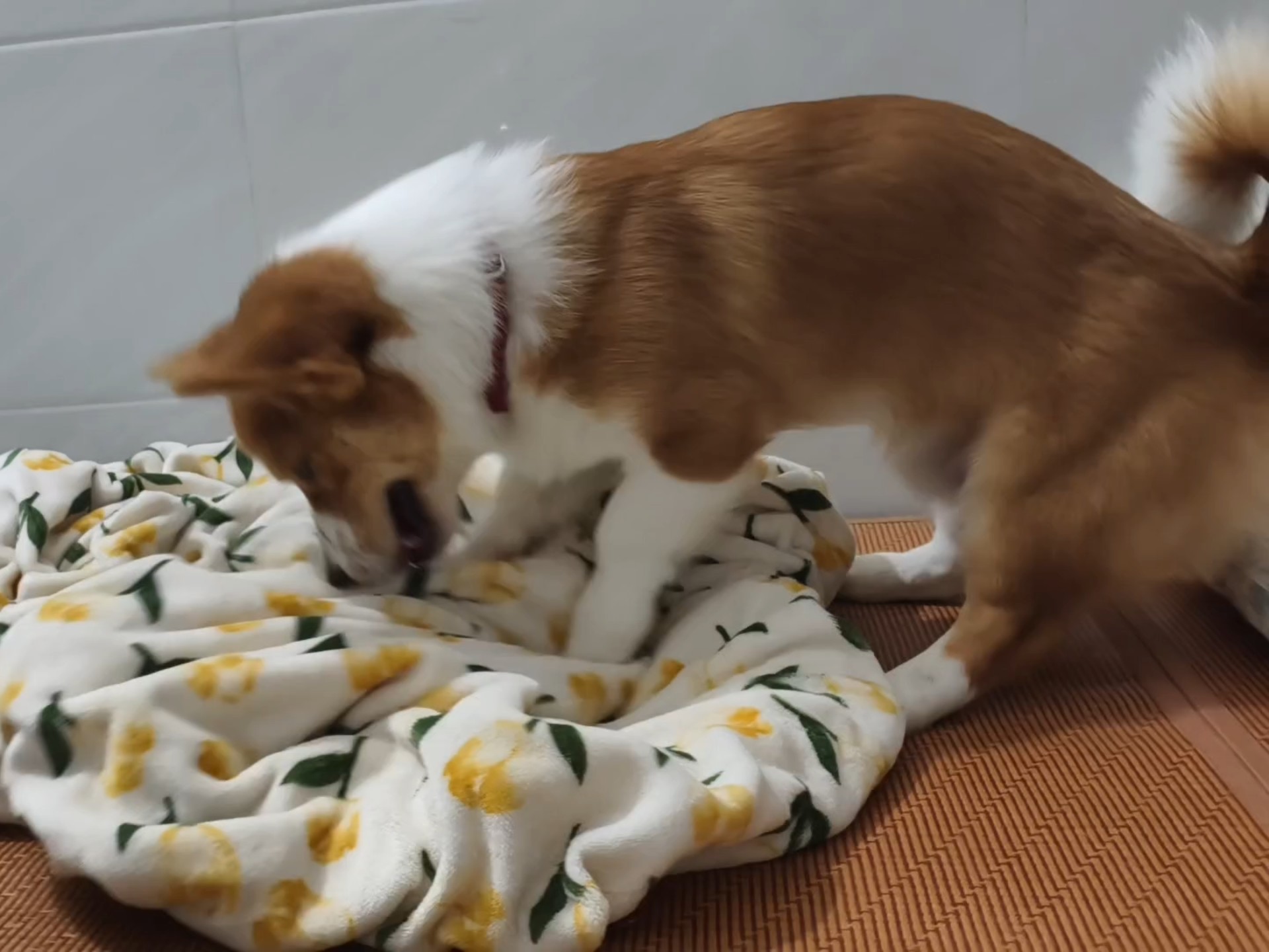 狗为什么喜欢挖呀挖呀挖？