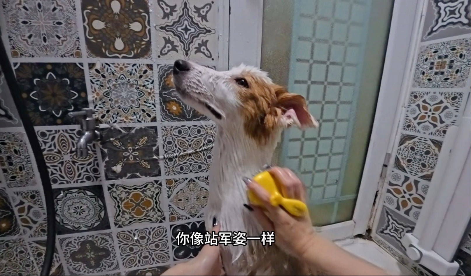 谁家修勾洗澡这么乖啊！5月龄边牧沉浸式洗澡，毛乎乎软fufu任撸