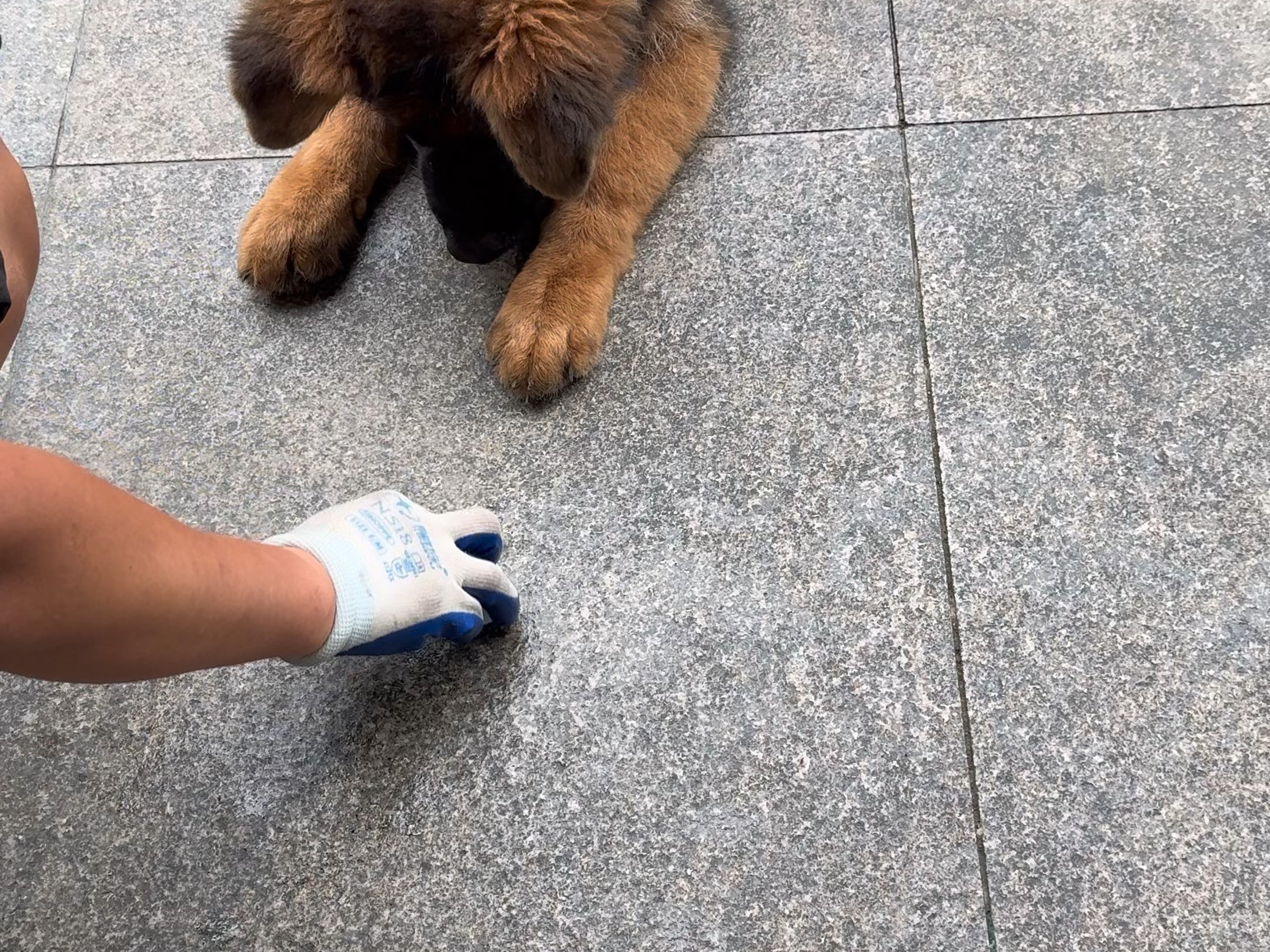 德牧示警