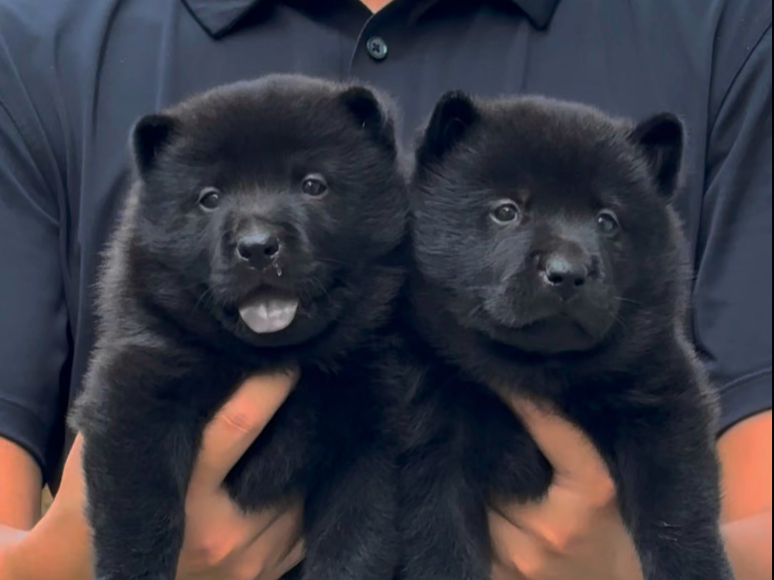 有时候我就在想，小狗脑袋瓜里面在想什么呢#中华田园犬 #五黑