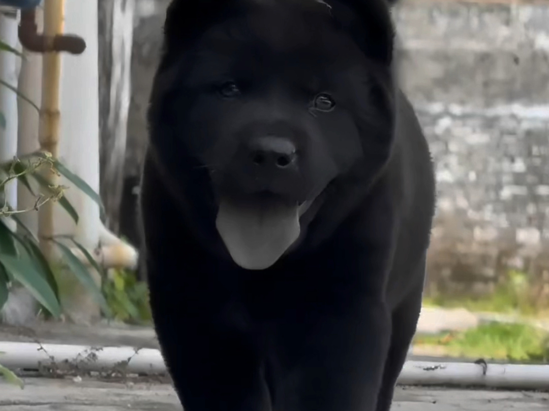 中国唐狗，民间又名五黑犬，全世界犬种选美大赛总冠军#中华田园