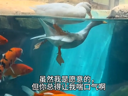 一只鸭子踩着另一只鸭子开心的游玩