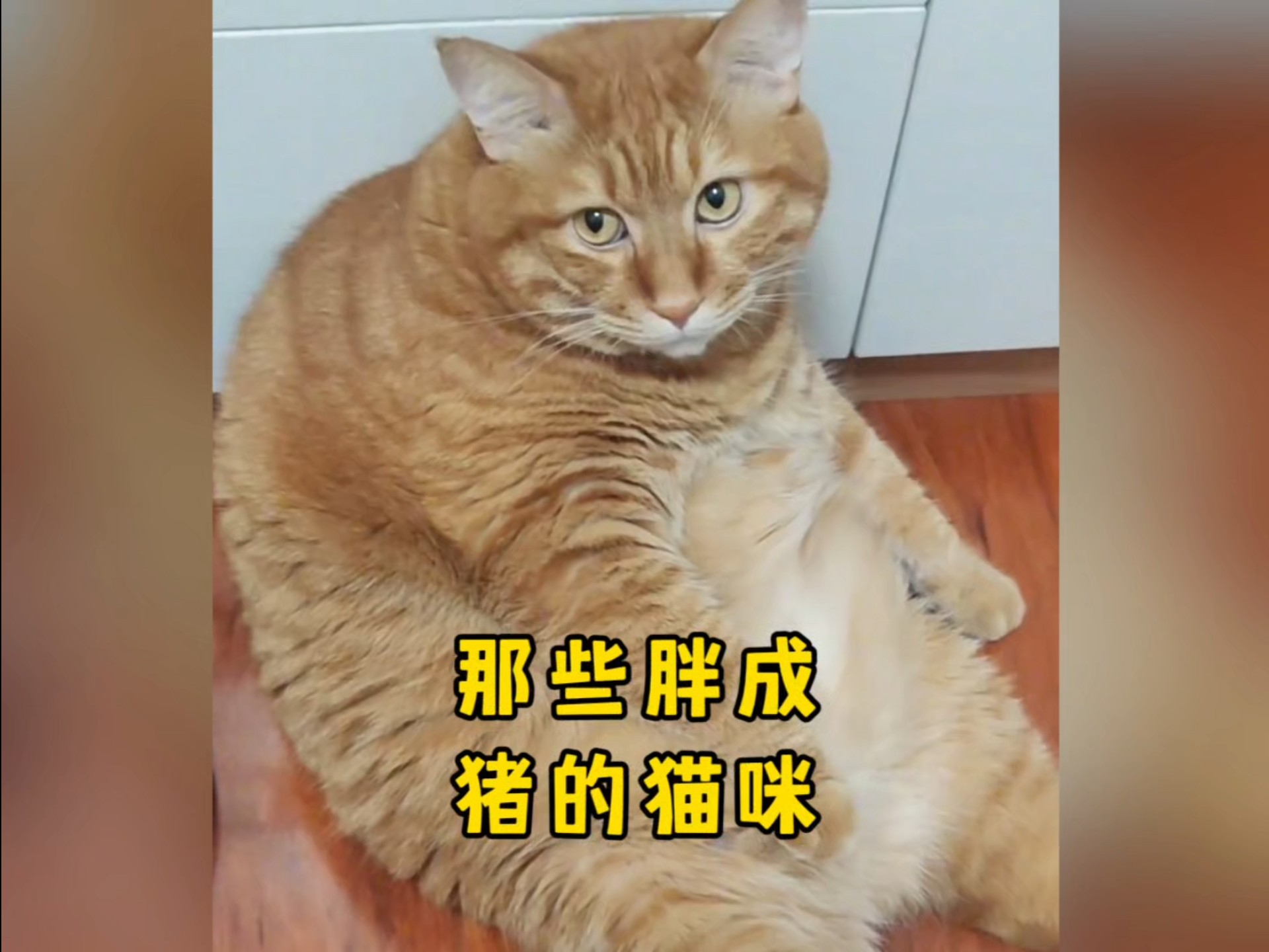胖成煤气罐罐的猪咪，都是实心猫咪，没有一口猫粮是白吃的！