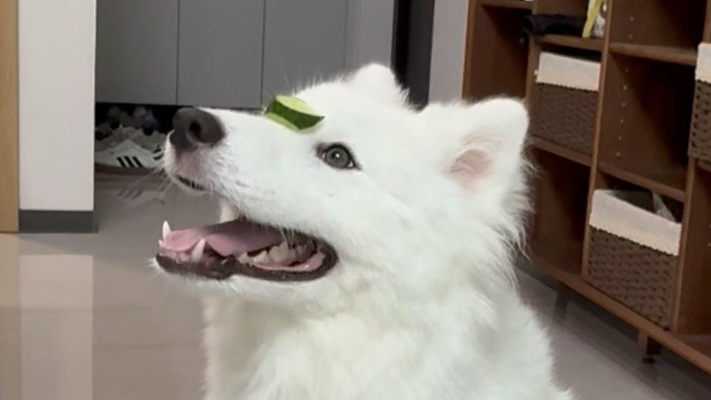当我把东西放在狗子的鼻子上