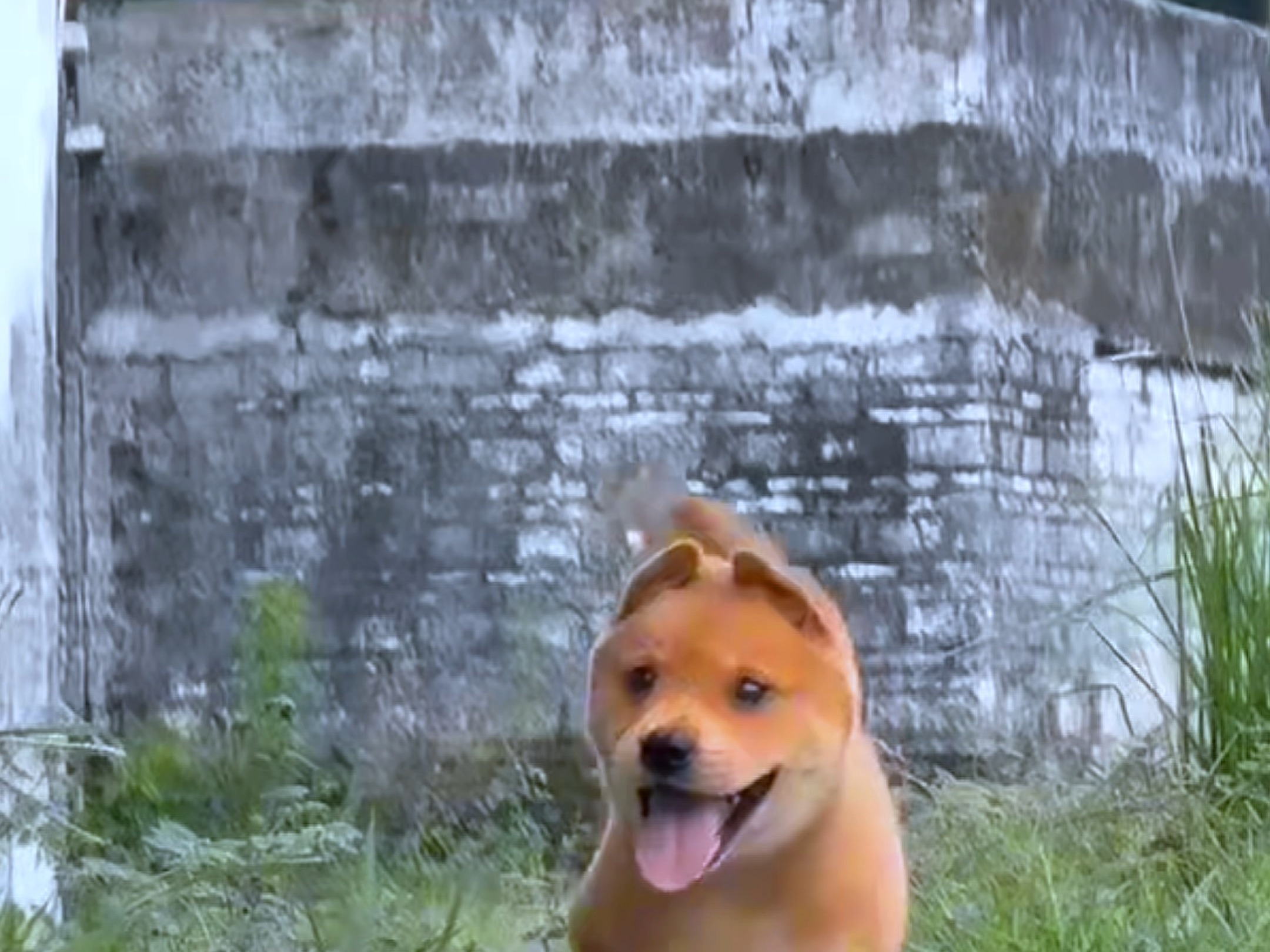 夏天配狗，越配越有，经典永不过时#中华田园犬 #黄狗白面 #广西